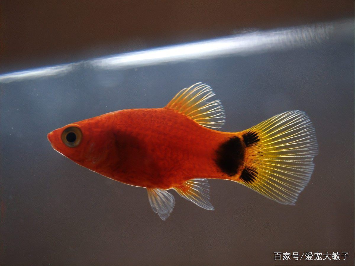 米奇魚生小魚要警惕了，米奇魚多久繁殖一次
