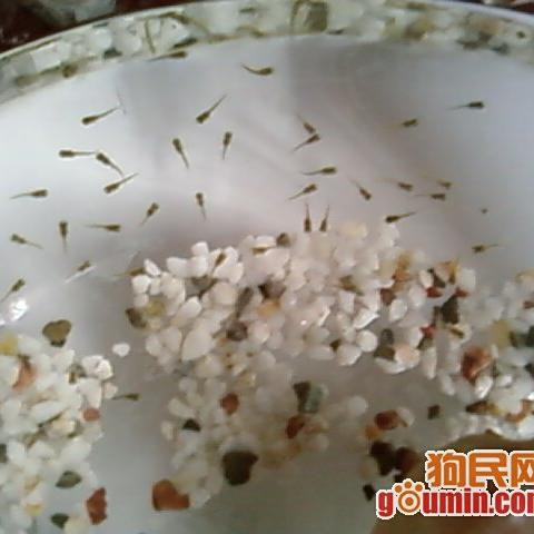 鳳尾魚長什么樣子，中國可愛的鳳尾魚