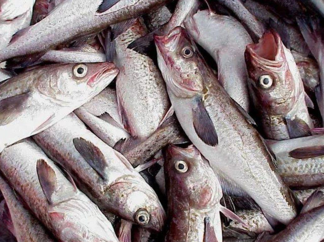 明太魚為什么不讓賣了，明太魚為什么不讓賣了自然之子,大饑荒中拯救了無數朝鮮人