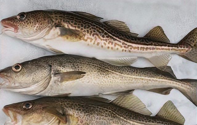 明太魚為什么不讓賣了，明太魚為什么不讓賣了自然之子,大饑荒中拯救了無數朝鮮人