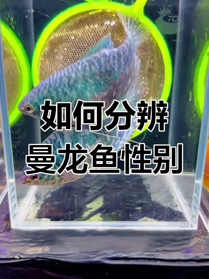 如何鑒別藍曼龍魚的雌雄？，曼龍魚公母辨別技巧