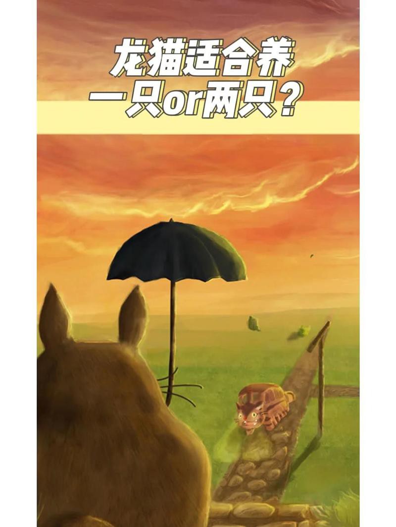 雙養龍貓需要多大的房間？，雙養龍貓需要多大的籠子，