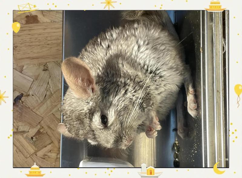 雙養龍貓需要多大的房間？，雙養龍貓需要多大的籠子，