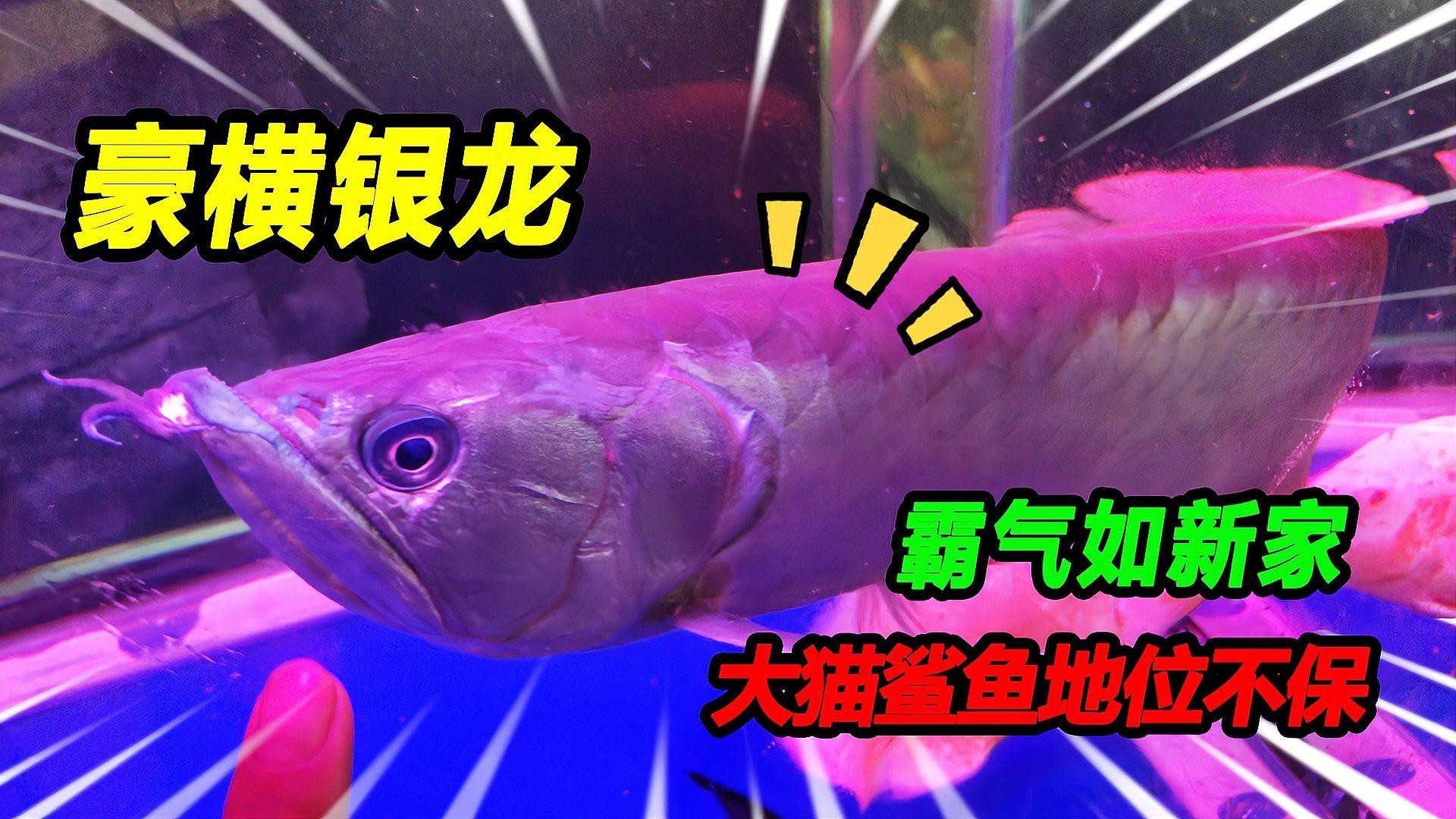 如何挑選健康的銀龍魚？，《如何挑選健康的銀龍魚》
