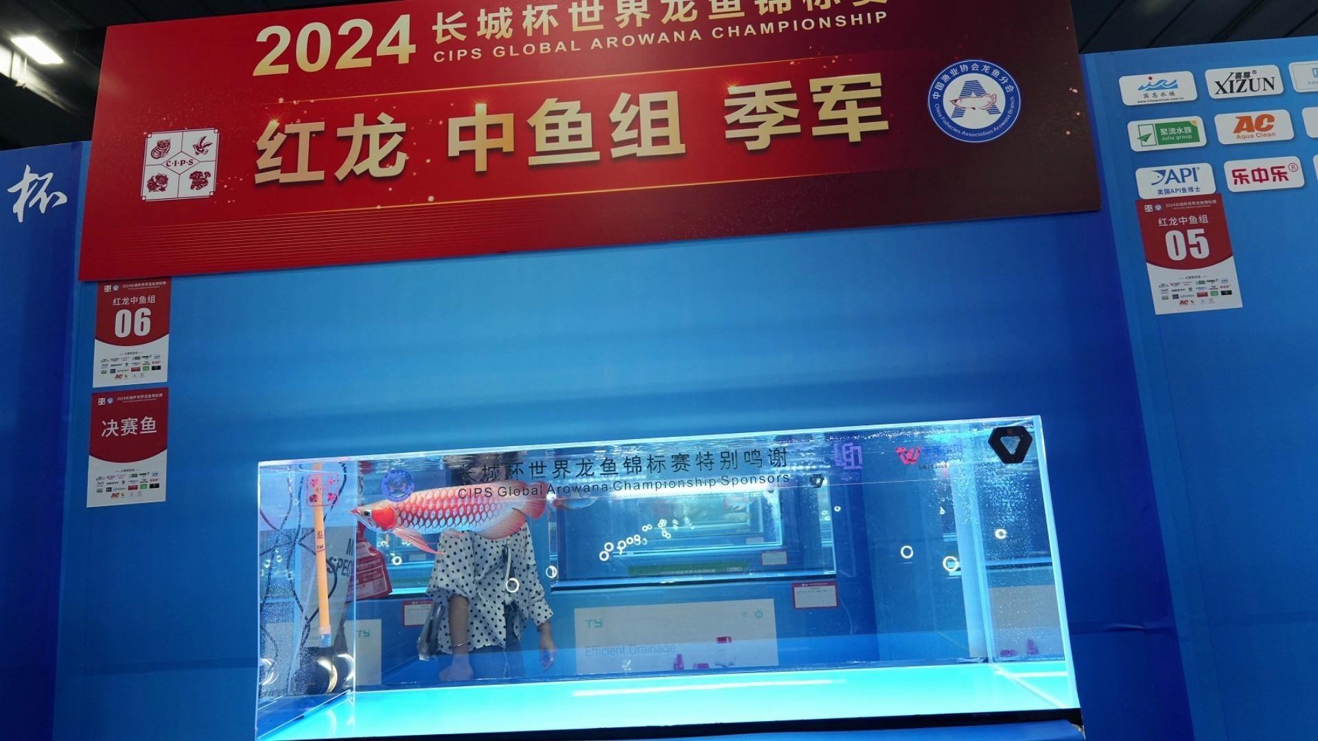 有哪些著名的紅龍魚賽事？，2021年首屆“盤古杯”世界龍魚錦標賽在廣州舉辦