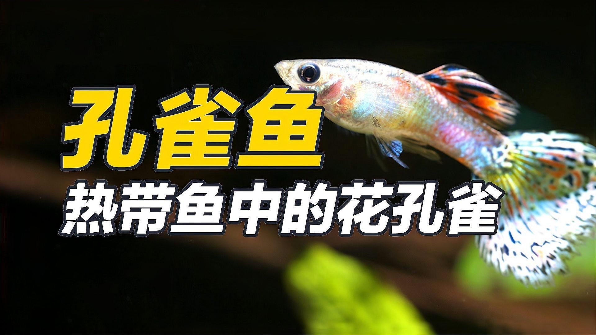 孔雀魚簡介，孔雀魚——熱帶魚中的花孔雀