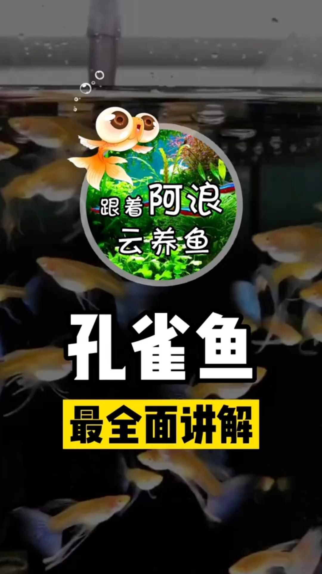 孔雀魚簡介，孔雀魚——熱帶魚中的花孔雀