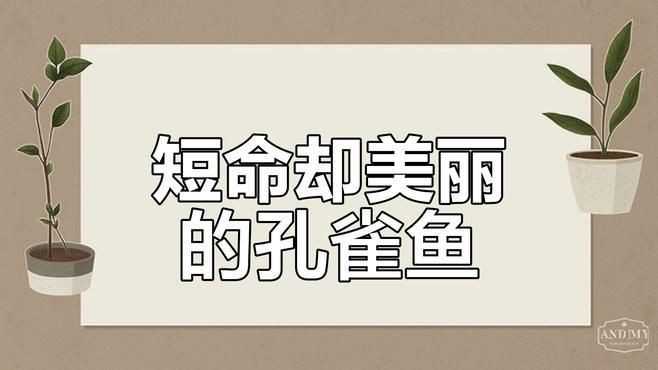 孔雀魚簡介，孔雀魚——熱帶魚中的花孔雀
