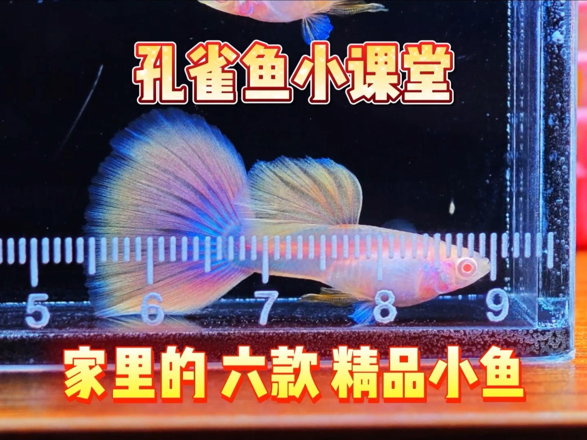 孔雀魚簡介，孔雀魚——熱帶魚中的花孔雀