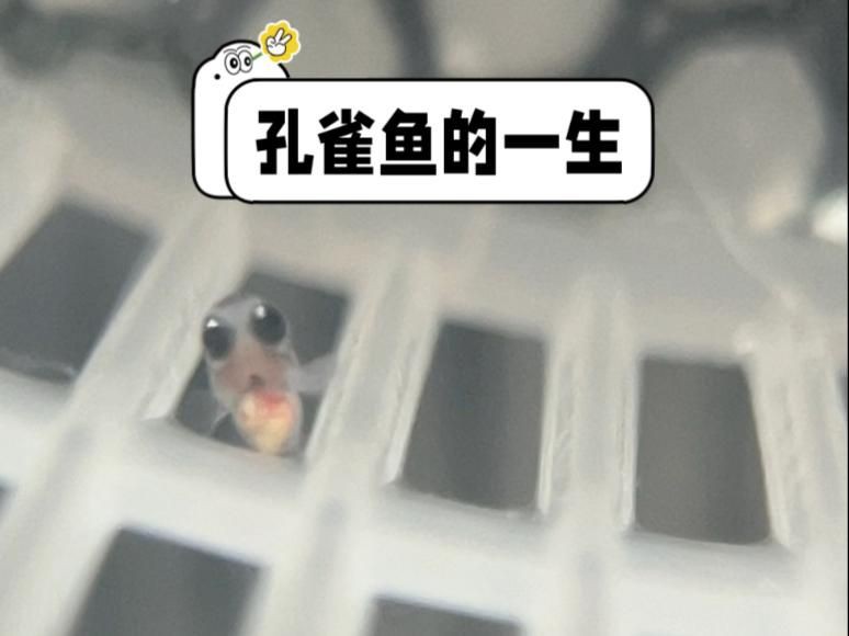 孔雀魚簡介，孔雀魚——熱帶魚中的花孔雀