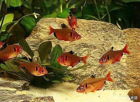 1.5米50寬的魚缸可以養幾條金龍，1.5米寬的金龍魚適宜飼養金龍魚的數量問題