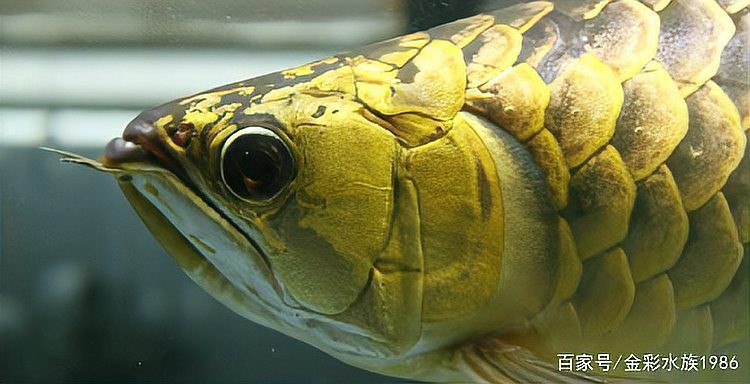 如何飼養(yǎng)高背龍魚以保持其鱗框？，如何飼養(yǎng)高背金龍魚以保持其鱗框