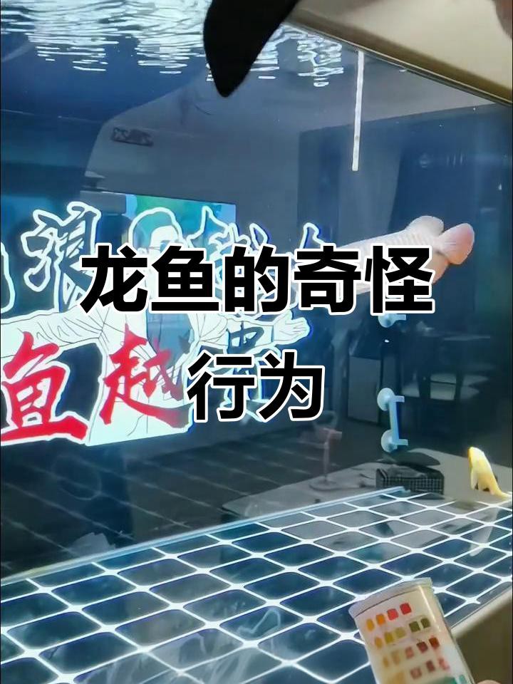 如何判斷龍魚趴缸的原因？，第492話龍魚趴缸攻略嗶哩嗶哩嗶哩嗶哩嗶哩嗶哩嗶哩嗶哩嗶哩嗶哩