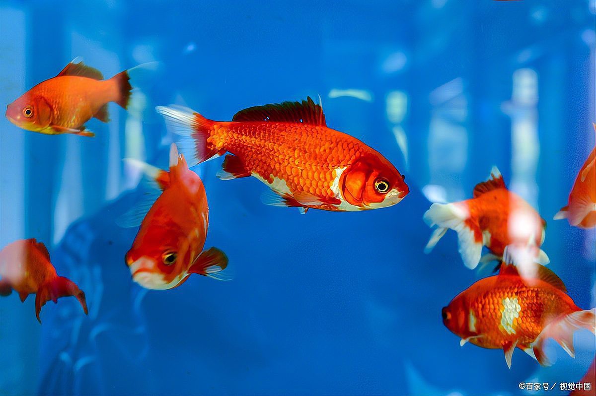 養(yǎng)七條魚的風(fēng)水意義，七條魚的風(fēng)水寓意