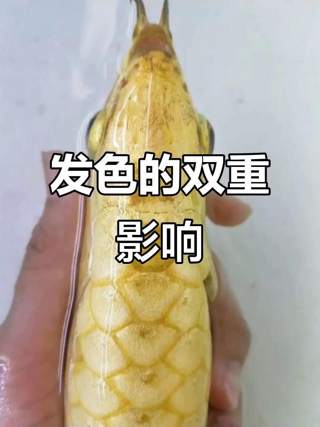 紅龍發(fā)色遺傳因素解析，嗶哩嗶哩影響觀賞魚紅龍發(fā)色的因素有哪些