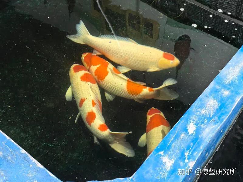 全國最大的觀賞魚批發基地，中國觀賞魚產業的黃金坐標 全國最大的觀賞魚批發基地，中國觀賞魚產業的黃金坐標 龍魚論壇 第4張