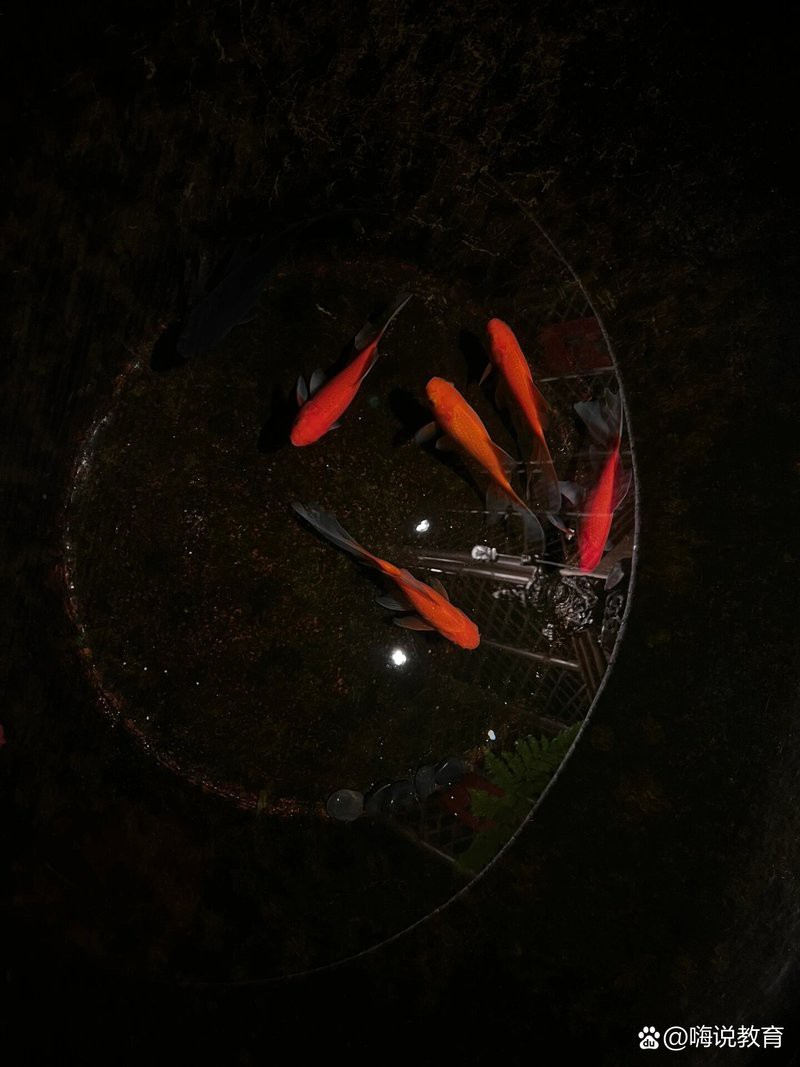 養魚5條不是一般人，《養魚5條不是一般人》