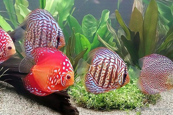 養魚5條不是一般人，《養魚5條不是一般人》