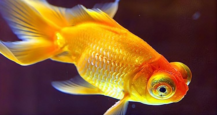 養魚5條不是一般人，《養魚5條不是一般人》