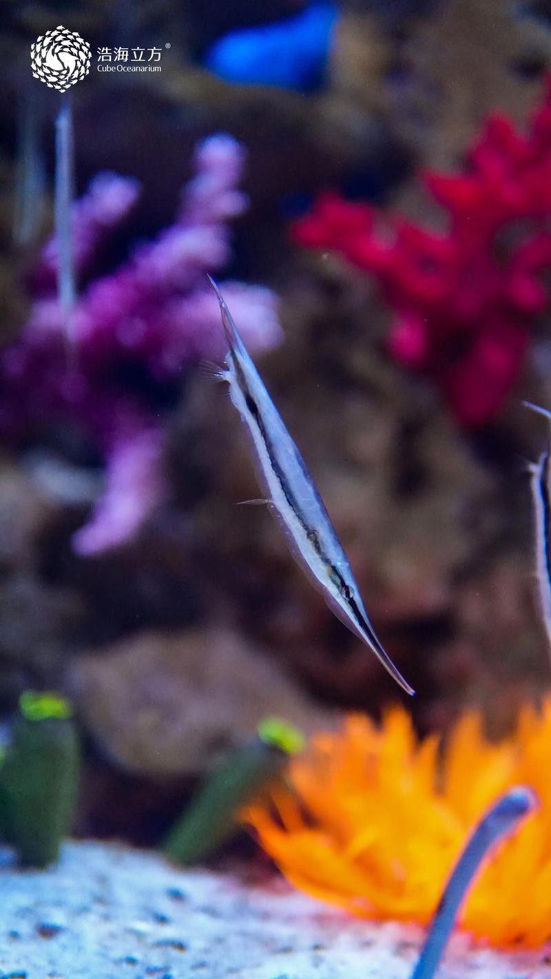 刀片魚的圖片，刀片魚是一種奇特的海洋生物