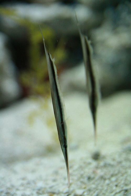 刀片魚的圖片，刀片魚是一種奇特的海洋生物