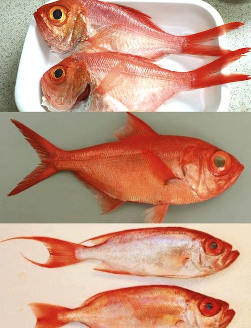 刀片魚的圖片，刀片魚是一種奇特的海洋生物