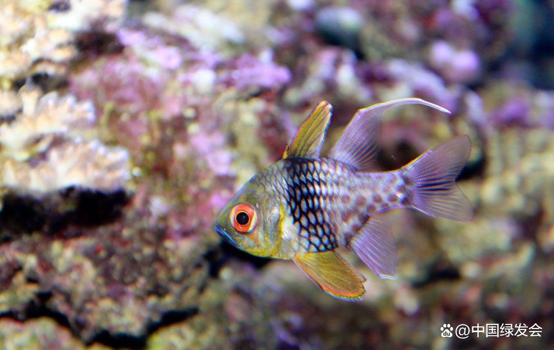 玫瑰魚又叫什么魚，海水魚類別，紅玫瑰很常見,可紅玫瑰魚你有見過嗎