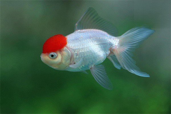 如何判斷龍魚是否患有爛鰓？，如何判斷龍魚是否患有爛鰓病