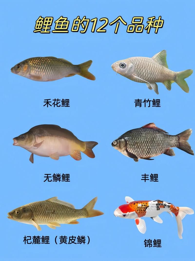 鯉魚大全圖片，濟南26斤糖醋黃金鯉獨攬三項最佳單項獎