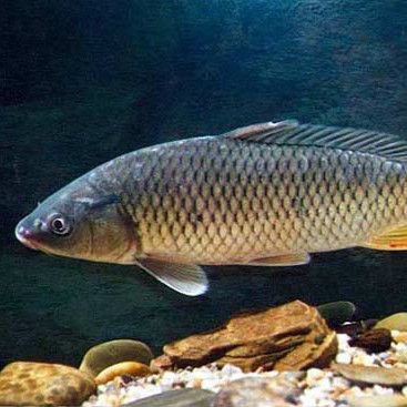 鯉魚大全圖片，濟(jì)南26斤糖醋黃金鯉獨(dú)攬三項(xiàng)最佳單項(xiàng)獎(jiǎng)