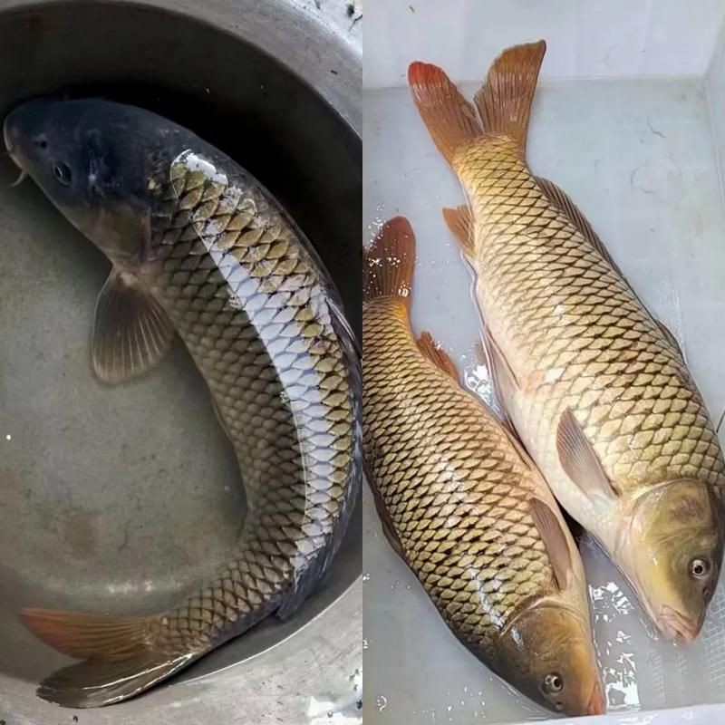 鯉魚大全圖片，濟(jì)南26斤糖醋黃金鯉獨(dú)攬三項(xiàng)最佳單項(xiàng)獎(jiǎng)