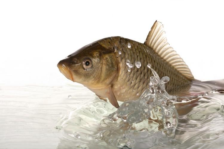 鯉魚大全圖片，濟(jì)南26斤糖醋黃金鯉獨(dú)攬三項(xiàng)最佳單項(xiàng)獎(jiǎng)