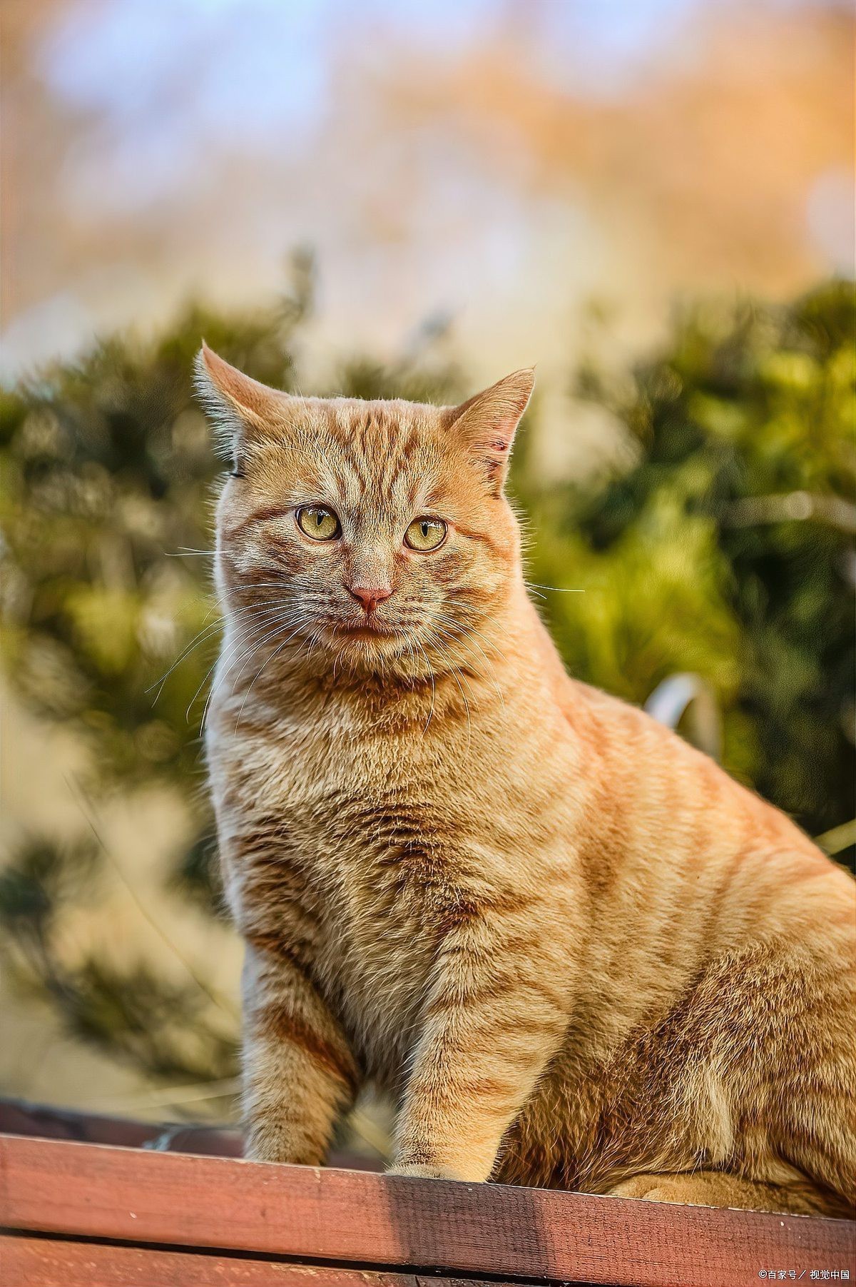 養貓聚財還是破財，養貓與財運的關系