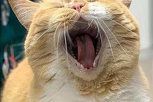 養貓聚財還是破財，養貓與財運的關系