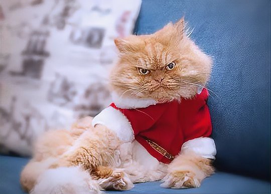 養(yǎng)貓聚財(cái)還是破財(cái)，養(yǎng)貓與財(cái)運(yùn)的關(guān)系