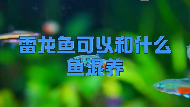 哪些雷龍魚品種適合混養？，適合混養的雷龍魚品種