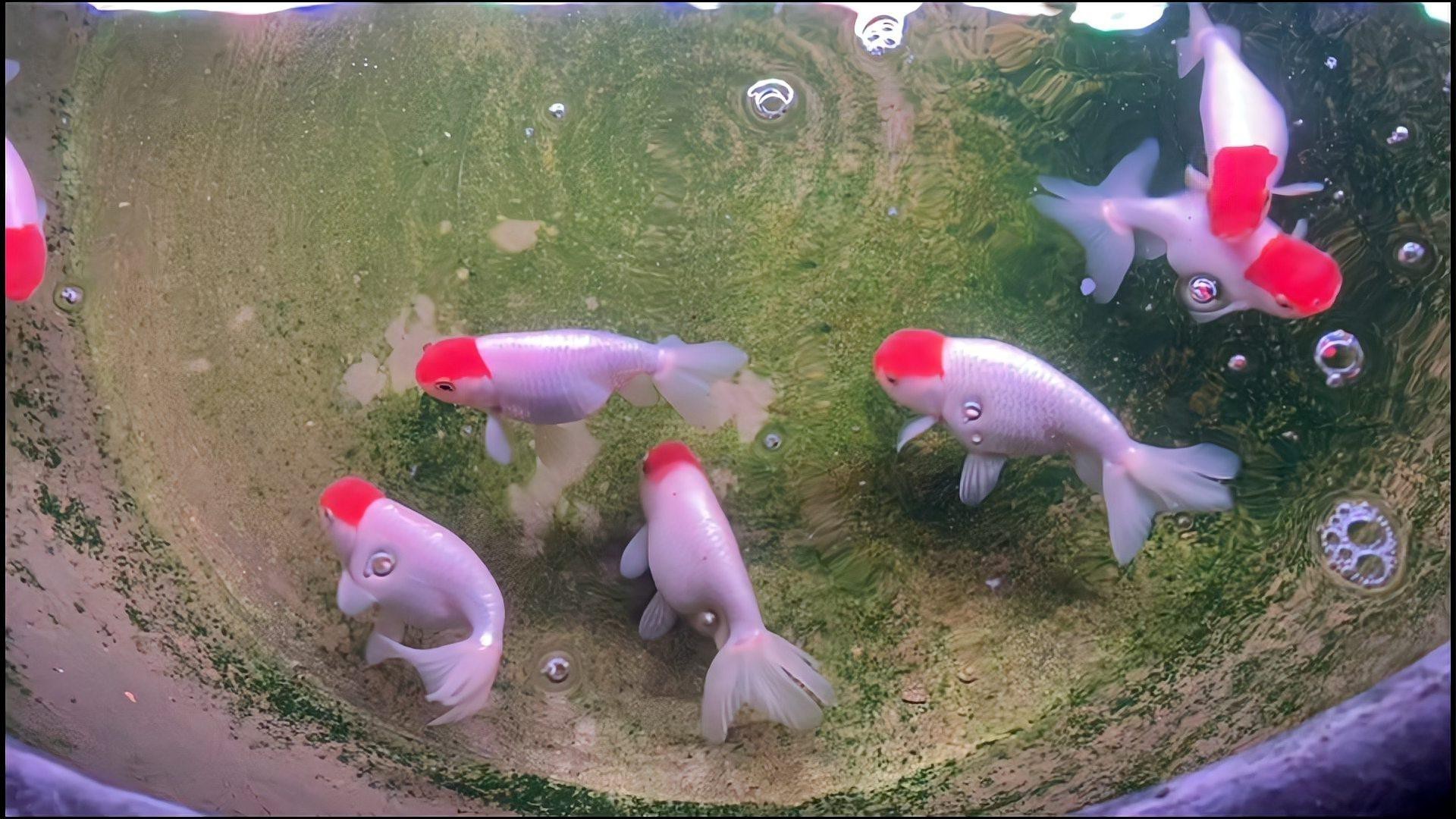 50cm金龍魚多久驅(qū)蟲一次，50cm金龍魚的驅(qū)蟲頻率如何調(diào)整