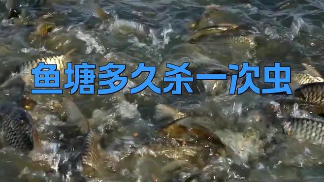 50cm金龍魚多久驅(qū)蟲一次，50cm金龍魚的驅(qū)蟲頻率如何調(diào)整