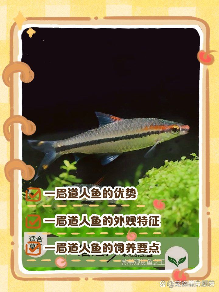 和一眉道人相似的魚(yú)，《和一眉道人相似的魚(yú)》一起看看!