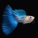 和一眉道人相似的魚(yú)，《和一眉道人相似的魚(yú)》一起看看!