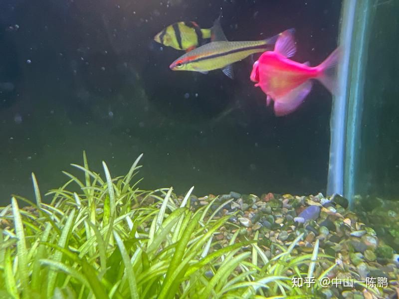 和一眉道人相似的魚(yú)，《和一眉道人相似的魚(yú)》一起看看!