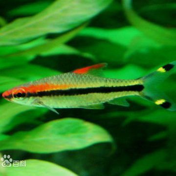 和一眉道人相似的魚(yú)，《和一眉道人相似的魚(yú)》一起看看!