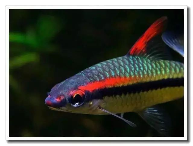 和一眉道人相似的魚(yú)，《和一眉道人相似的魚(yú)》一起看看!