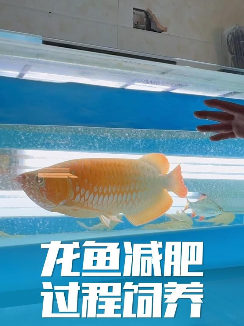 詳細閱讀:瑪豆水族消化活菌,瑪豆水族消化活菌是一款專為優化水族環境設計的微生物制劑 瑪豆水族消化活菌,瑪豆水族消化活菌是一款專為優化水族環境設計的微生物制劑