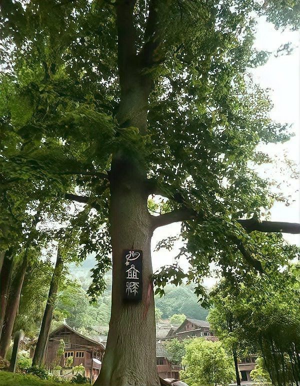 水族在中國的哪個地方，水族的歷史歷史歷史遷徙 水族在中國的哪個地方，水族的歷史歷史歷史遷徙 龍魚論壇 第8張