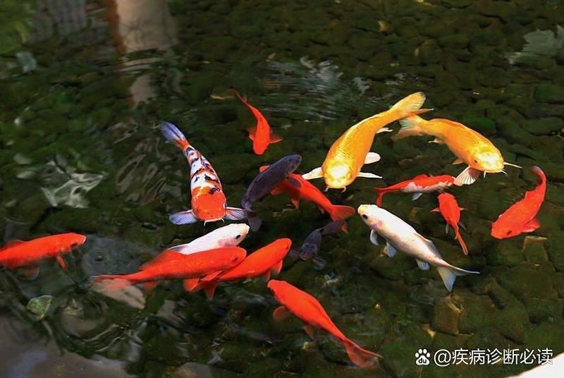 給我一份詳細的錦鯉爛鰭治療方案，愛養魚的大劉劉