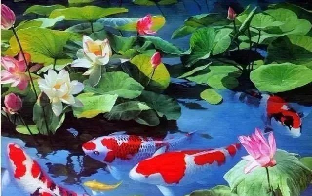 給我一份詳細的錦鯉爛鰭治療方案，愛養魚的大劉劉