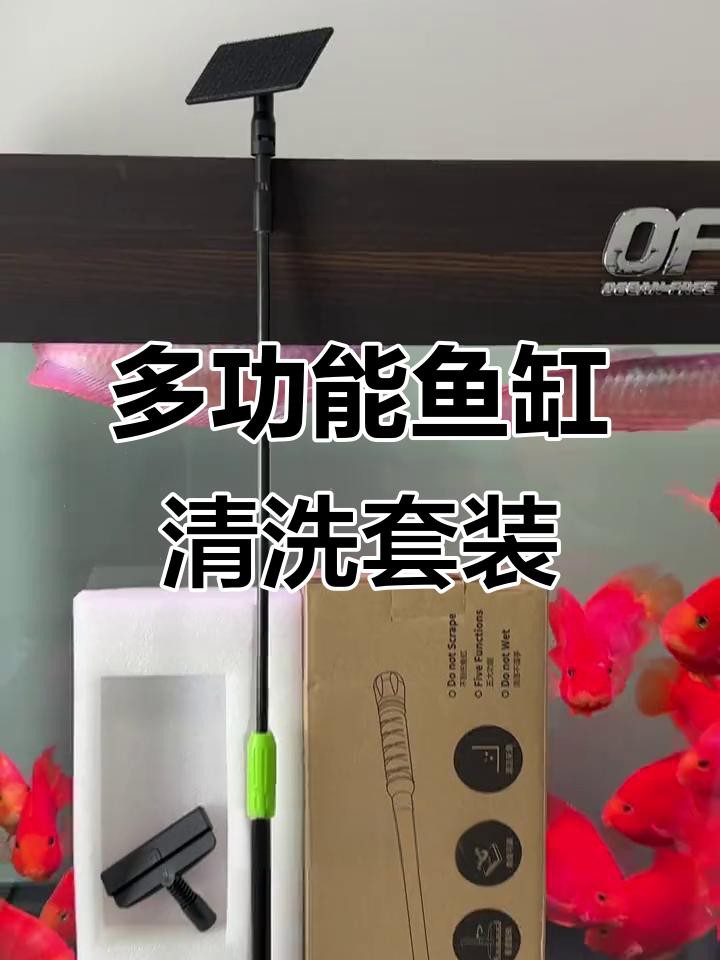 如何清潔魚缸里的龍擺件，從死魚到空氣缸,我靠這招讓魚缸帶「自凈功能」小愛寵物生活百科