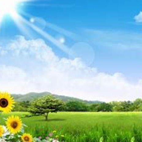 和銀龍魚很像的白色魚，《和銀龍魚很像的白色魚》