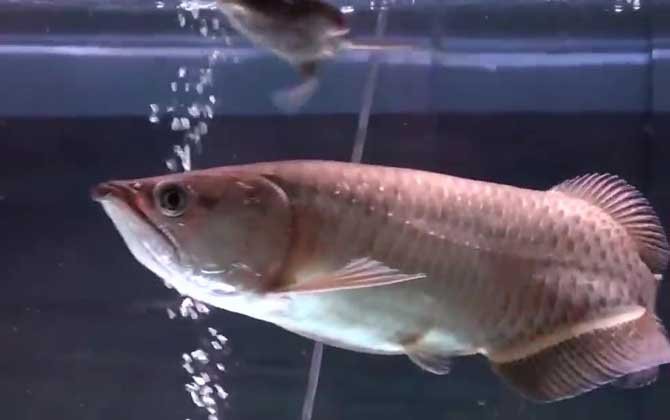 如何判斷銀龍魚是否得了爛鱗病？，銀龍魚常見病及防治方法